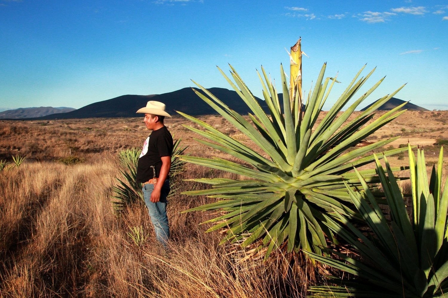 imagen jose garcía productor mezcalillero y su maguey madrecuishe capón