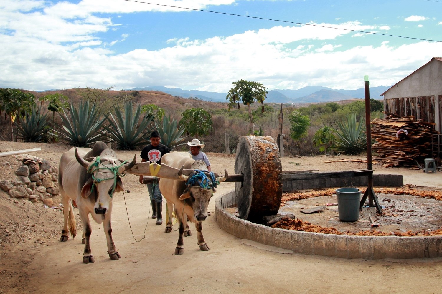 imagen palenque en san Isidro guishe en oaxaca donde se produce mezcal las delirantes