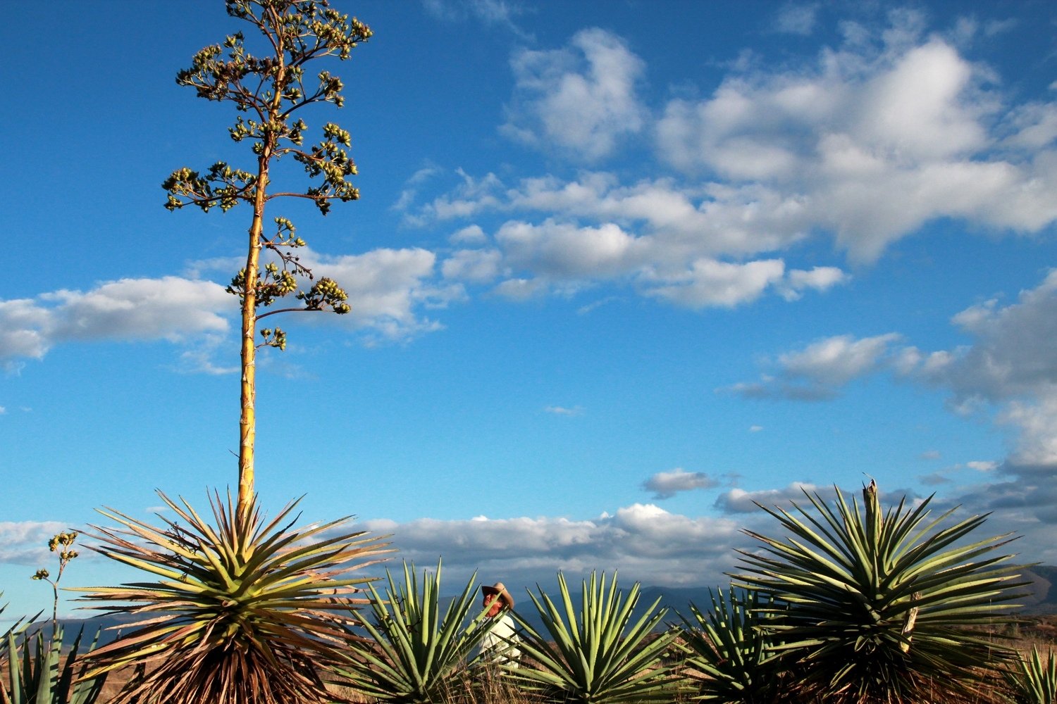 imagen atenógenes garcía productor mezcalillero y su maguey madrecuishe